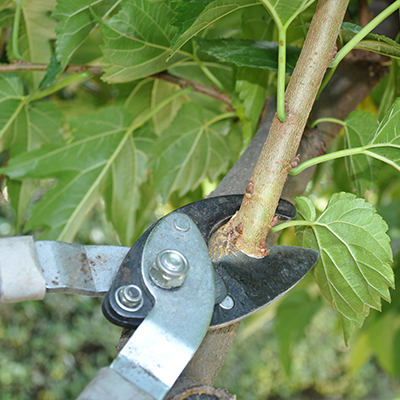 Jardinier taille un arbre avec une cisaille
