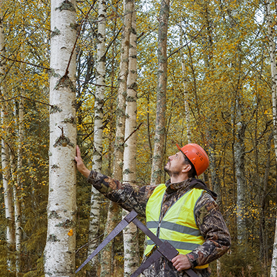 Un jardinier mesure la taille d'un arbre avec un compas forestier