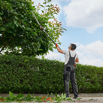 Vue arrière d'un jardinier taillant des arbres en forme de parasol