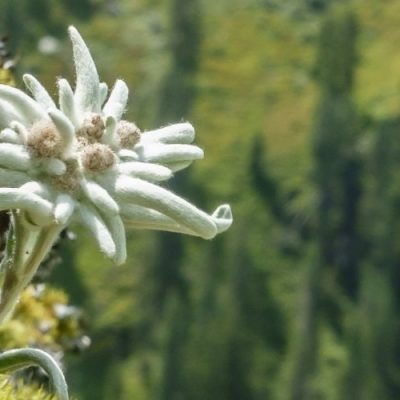 edelweiss montagne