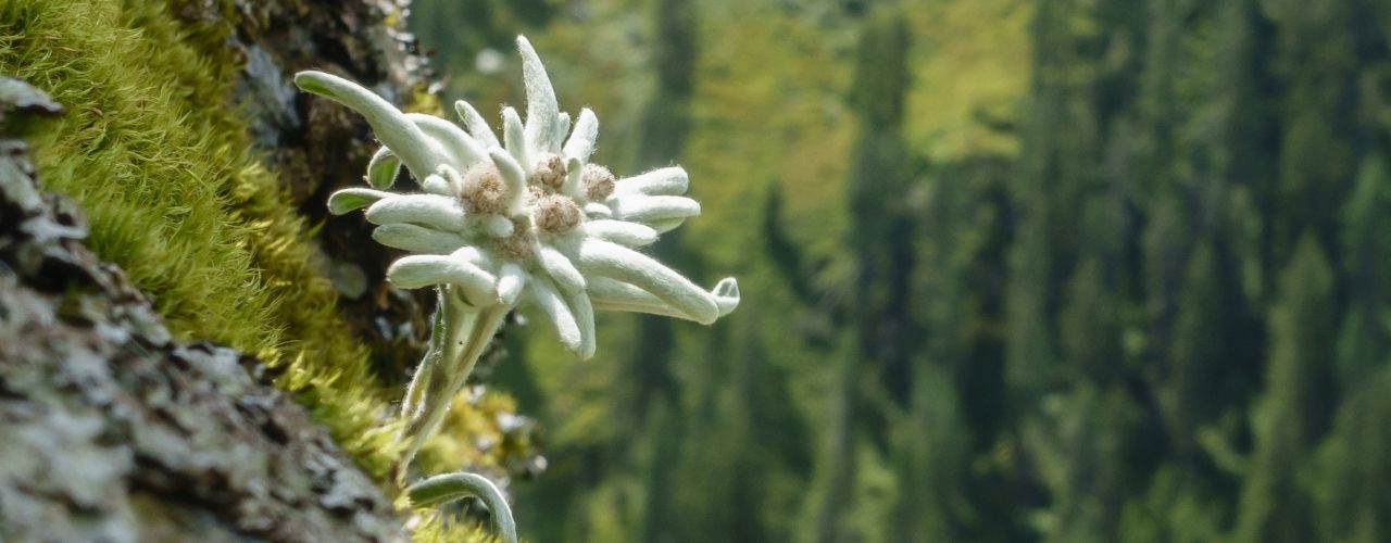 edelweiss montagne