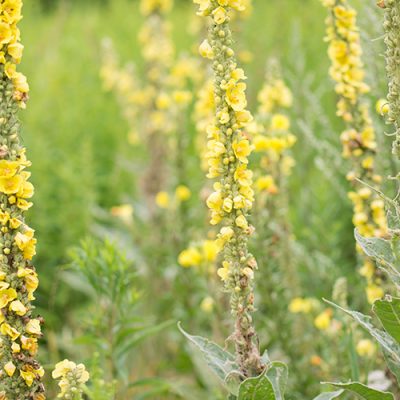 Molène Verbascum lychnitis, molène, plante de velours fleurs jaunes