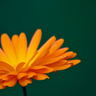 fleur orange plante compagne potager