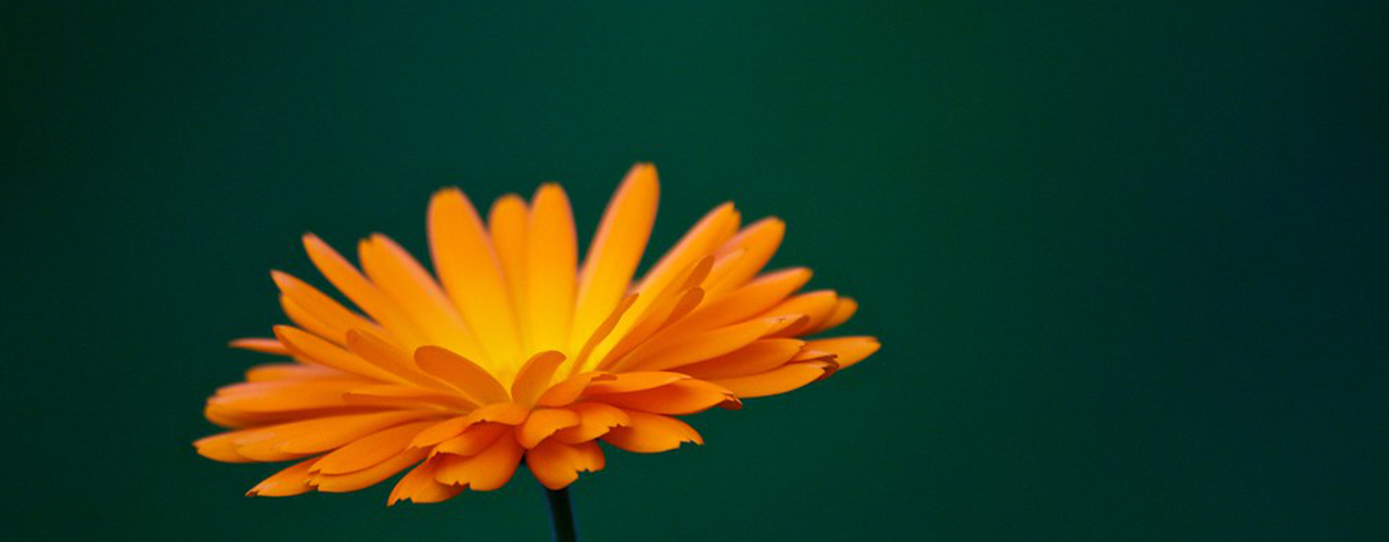 fleur orange plante compagne potager