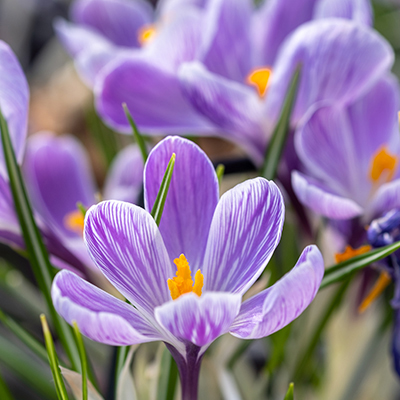 Les fleurs de Crocus sativus, ou crocus safran, ou crocus d'automne