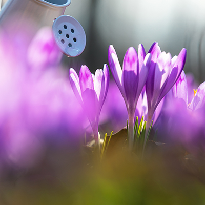 Arrosage des fleurs violettes de crocus avec un petit arrosoir blanc
