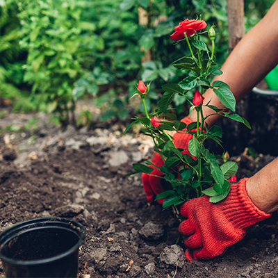 Femme jardinière transplantant des fleurs de roses d'un pot dans un sol humide. Travaux de jardinage en été.