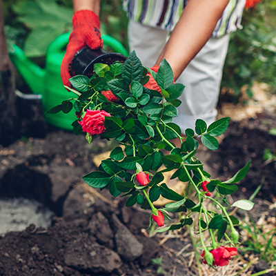 Femme jardinière transplantant des fleurs de roses d'un pot dans un sol humide. Travaux de jardinage en été
