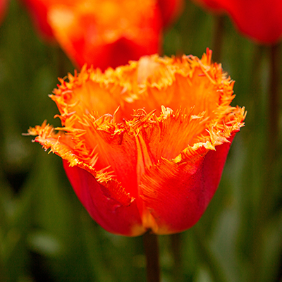 Tulipe orange de Gesner - Tulipa gesneriana