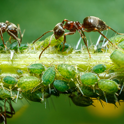 Les fourmis s'occupent des pucerons