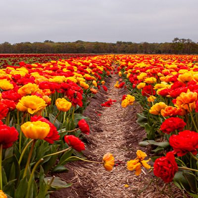 Massif de tulipes parc de keukenhof