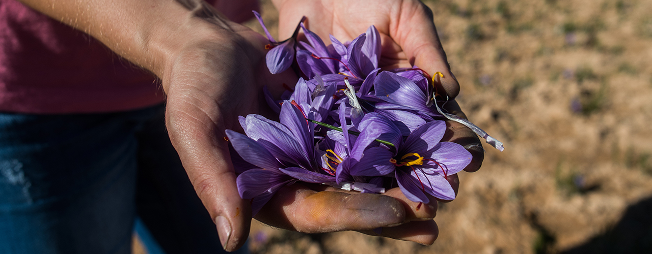 Cultivez votre propre Safran - Crocus sativus