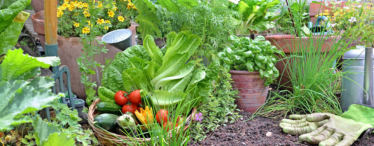 jardin potager avec légumes frais en panier et plantes aromatiques