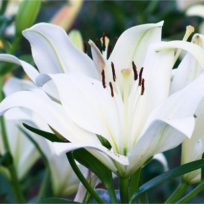 fleurs blanches lys