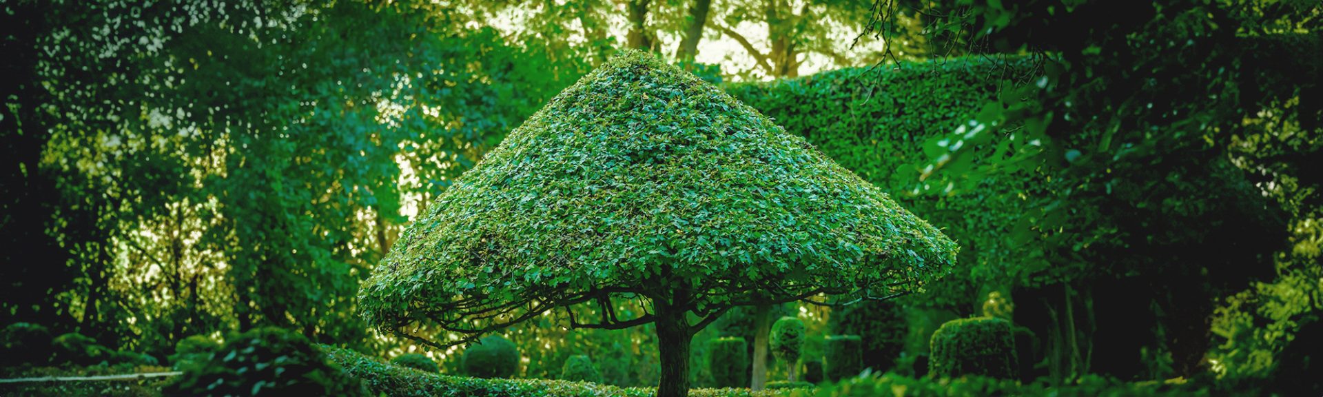arbre en forme de parasol