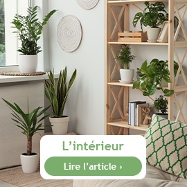 Les plantes d'intérieur en été