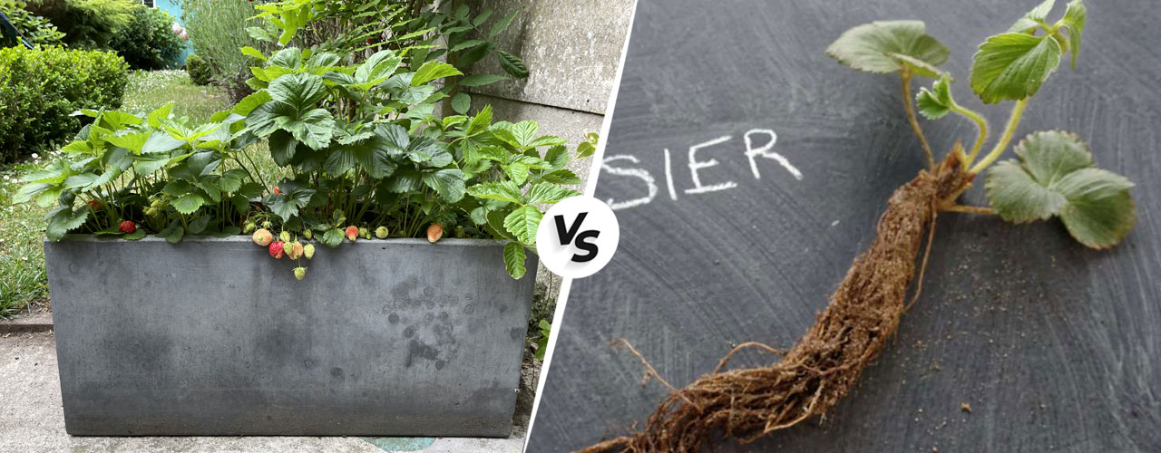 Fraisiers en pot vs fraisiers en racines nues : avantages et inconvénients