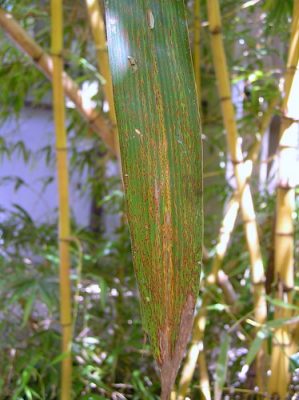 Lésions de rouille du bambou causées par Kweilingia divina sur la face supérieure d'une feuille de Bambusa vulgaris