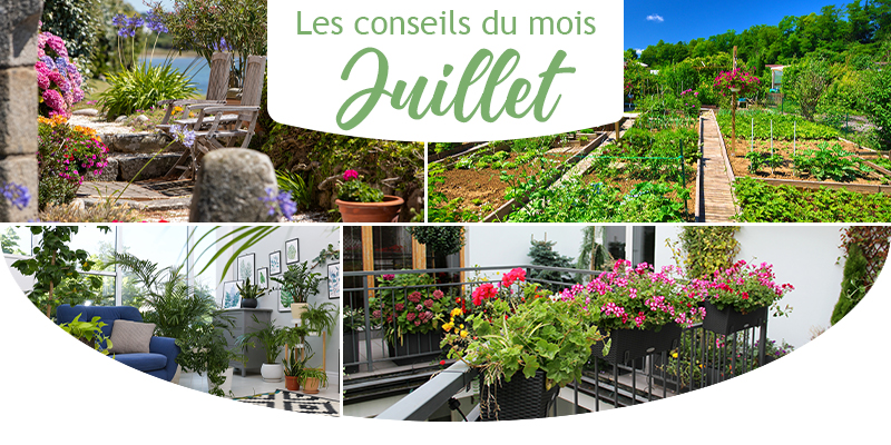 Les conseils jardin du mois de juillet