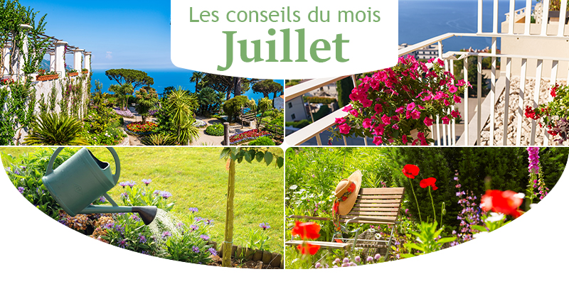 Les conseils jardin du mois de juillet
