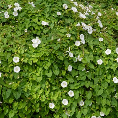 Fleurs du liseron des haies (calystegia sepium)
