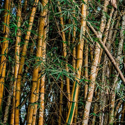 Arrière-plan de plusieurs troncs de bambou avec des feuilles vertes