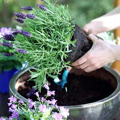 Lavande, femme plantant une plante dans un pot
