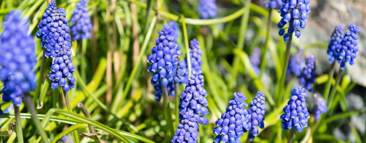 Le muscari : conseils de plantation et entretien