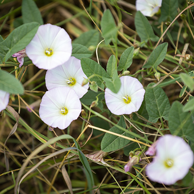 fleurs blanches liseron