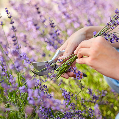 jeune femme avec un sécateur coupant et cueillant des fleurs de lavande dans un jardin d'été