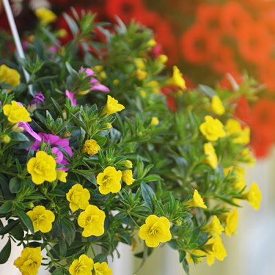 Quelles plantes pour une balconnière ou suspension fleurie toute l’année ?