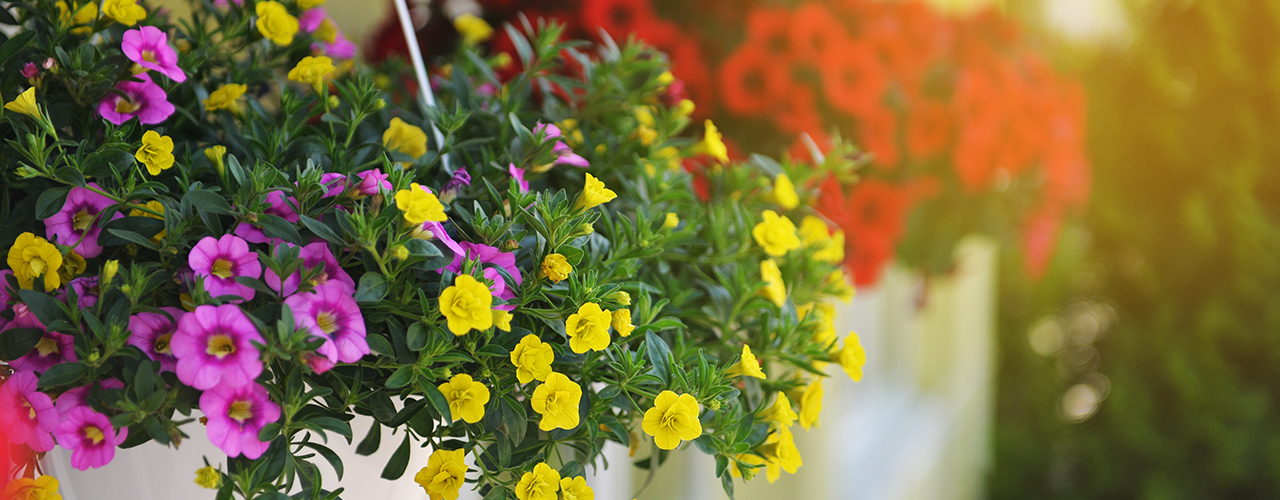 Quelles plantes pour une balconnière ou suspension fleurie toute l’année ?