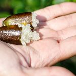 Citron caviar : conseils de plantation, entretien et idées recettes