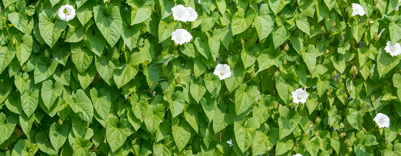 Mur de liserons blancs fleuris