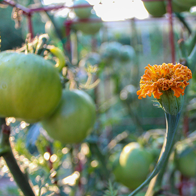 Plantation complémentaire de soucis et de tomates dans un jardin biologique