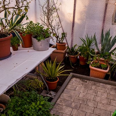 Hiverner les plantes du jardin ou de la terrasse