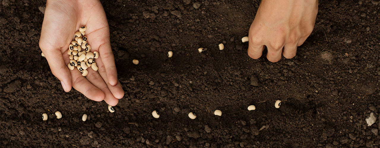 Semer à la main des graines pour perdre de la terre dans le potager du jardin