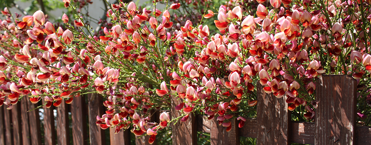 Haie de chèvrefeuille rose