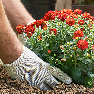 Mains de jardinier avec des gants de protection plantant un buisson de chrysanthèmes rouges dans la terre dans le jardin