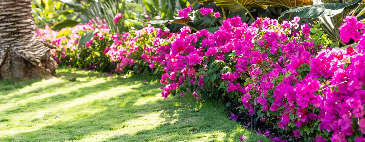 Fleurs de bougainvilliers rose vif en massif avec des palmiers