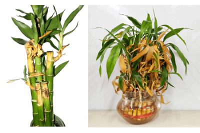 Bambou en pot avec des feuilles virant au jaune