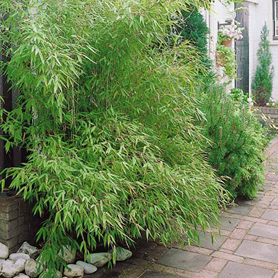 Joli terrasse avec bambous le long d'un mur blanc