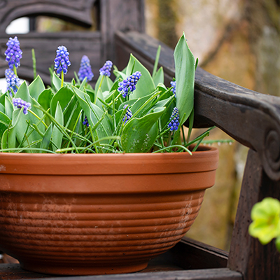 Fleurs bleues de muscari dans un pot en terre cuite sur une vieille chaise en bois dans le jardin