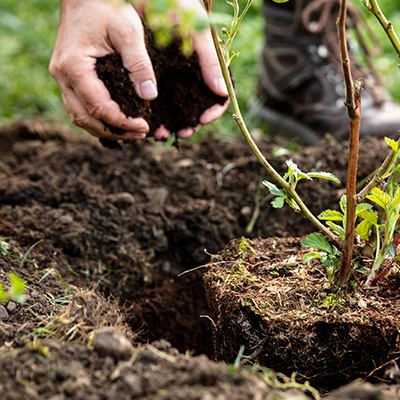 Homme plantant un arbuste, les mains avec de la terre et du paillis d'écorce
