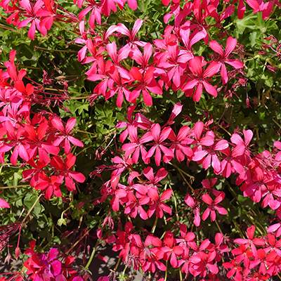 Fleurs roses pelargonium lierre