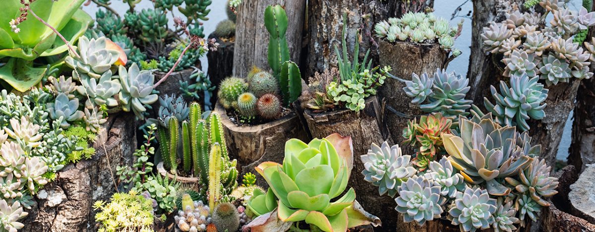 Planter Des Plantes Grasses