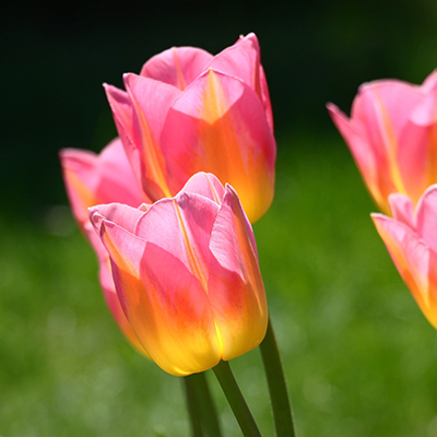 tulipes Tom Pouce aux pétales rose-jaune