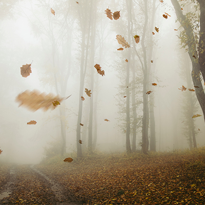 feuilles qui tombent des arbres à l'automne