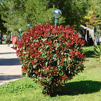 Un arbuste photinia fraseri rouge-gorge avec des feuilles rouges et vertes