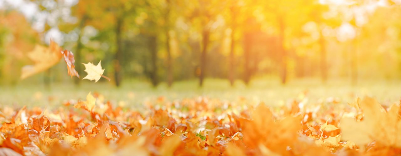 Tapis de feuille jaune dans un paysage ensoleillé